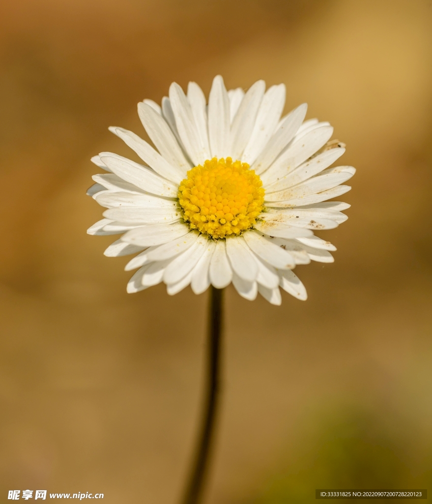 雏菊