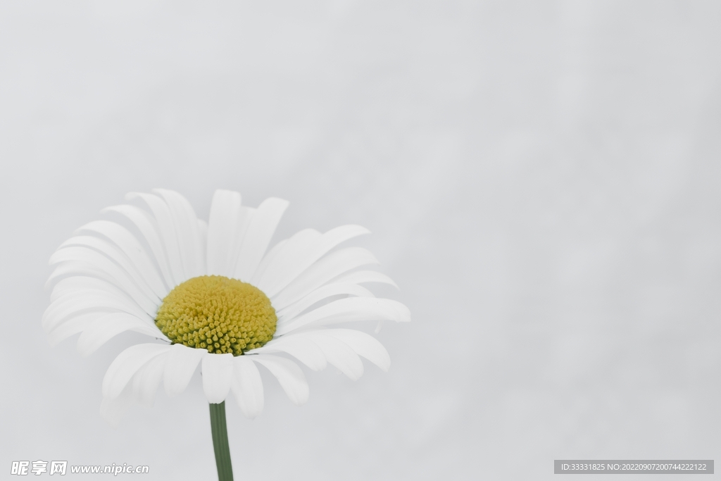 雏菊