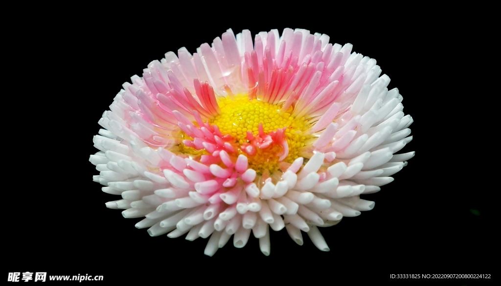 雏菊