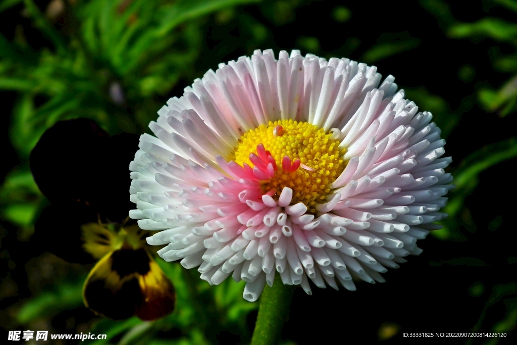 雏菊