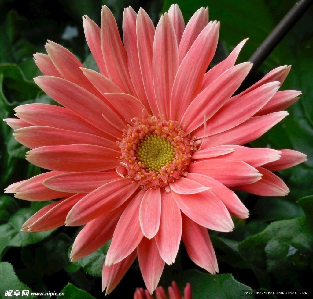 雏菊