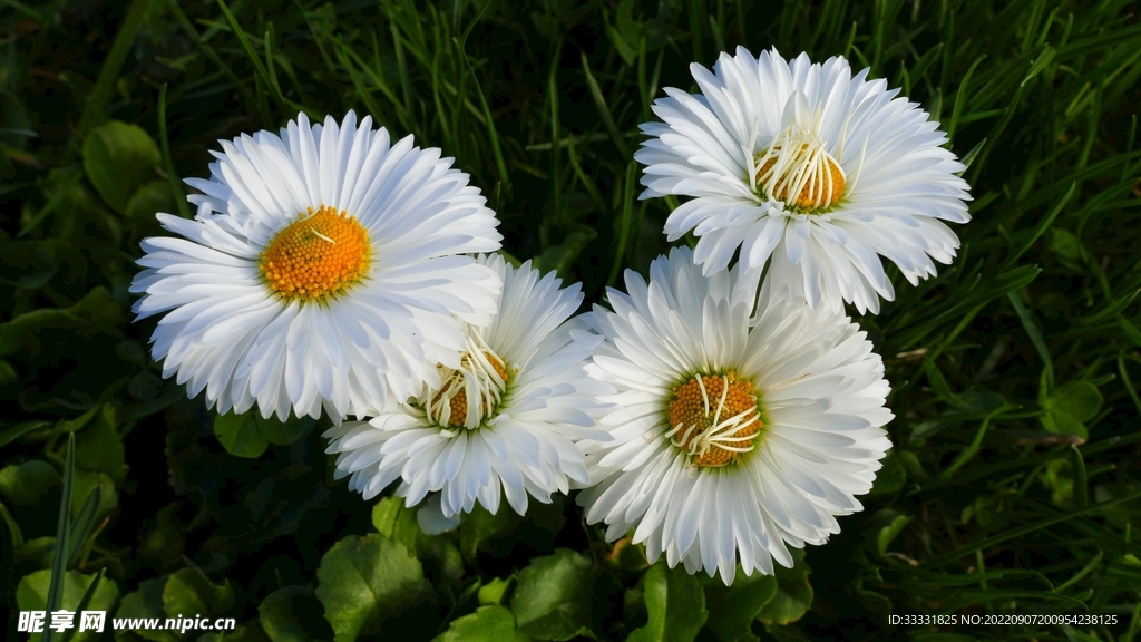 雏菊