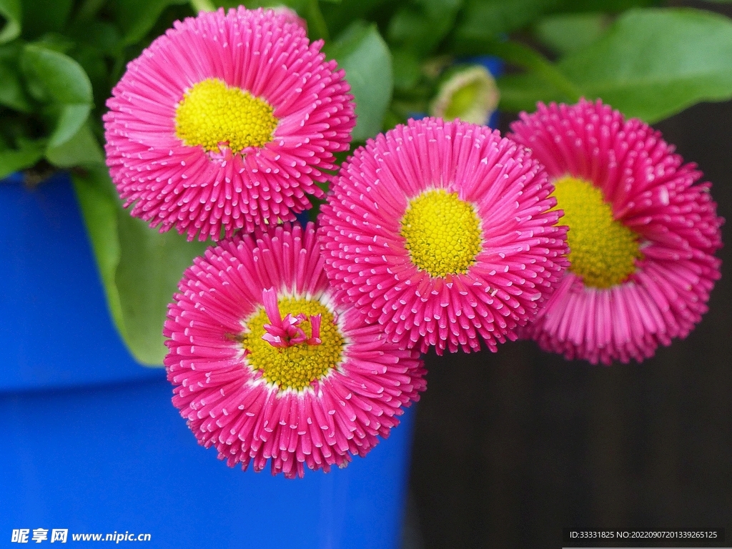 雏菊