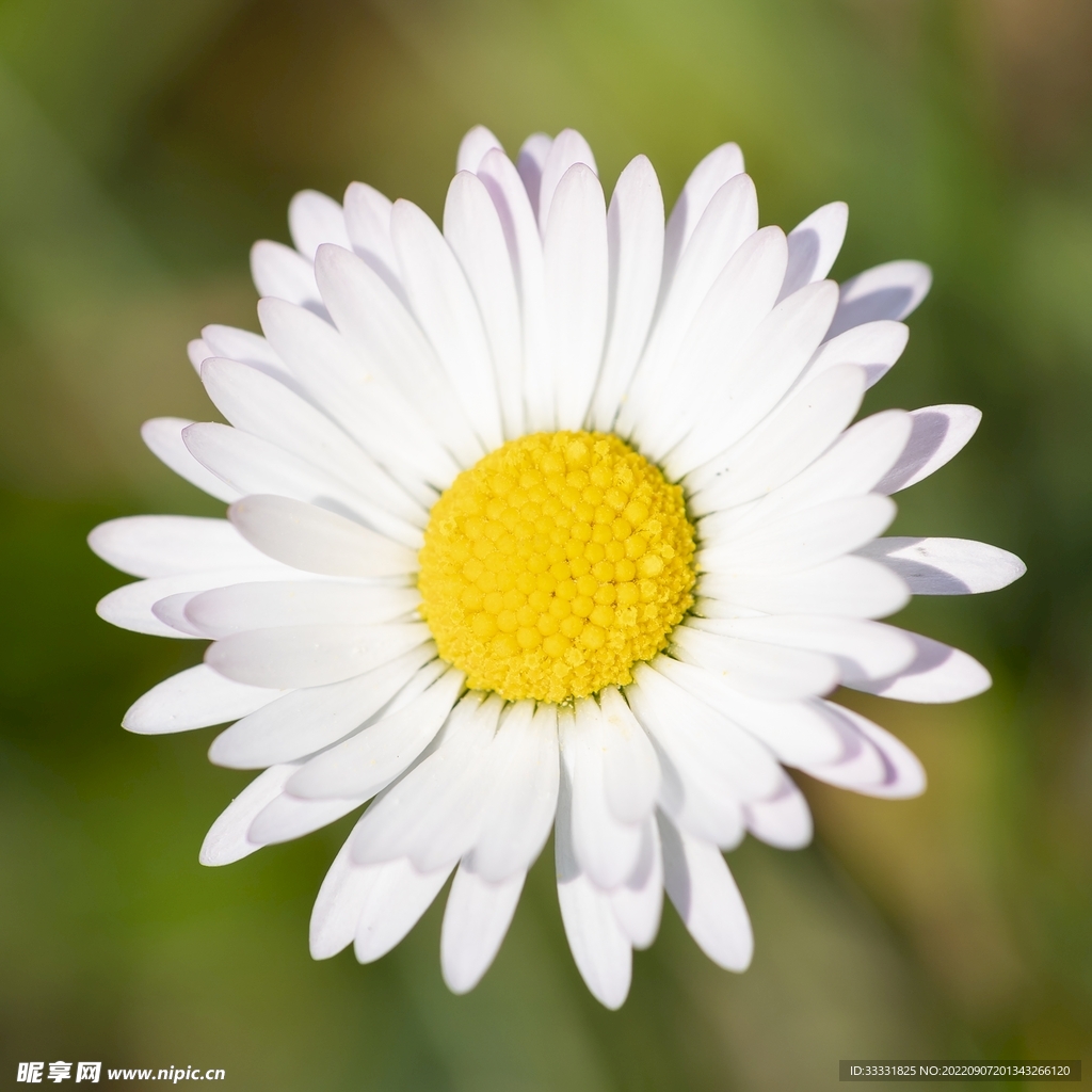 雏菊