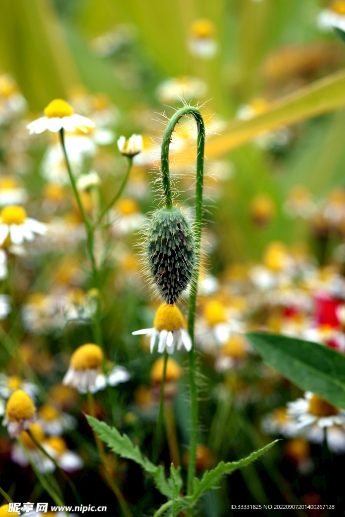 雏菊