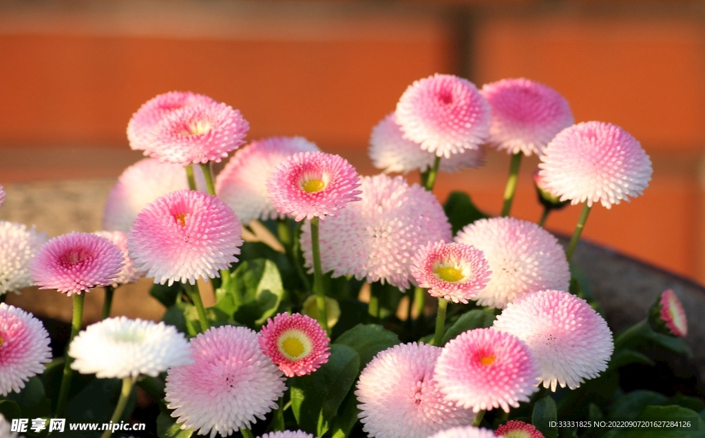 雏菊