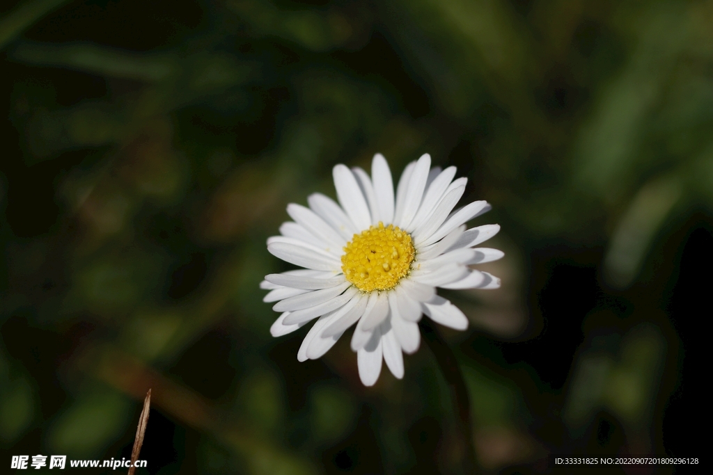 雏菊