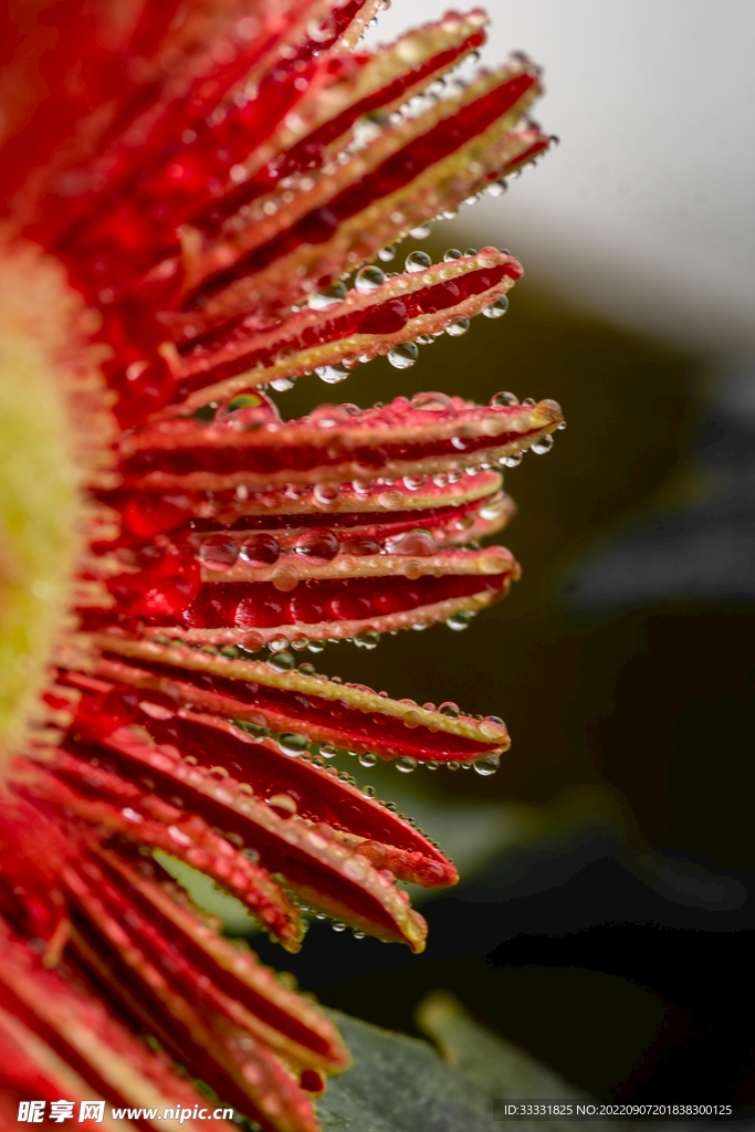 雏菊
