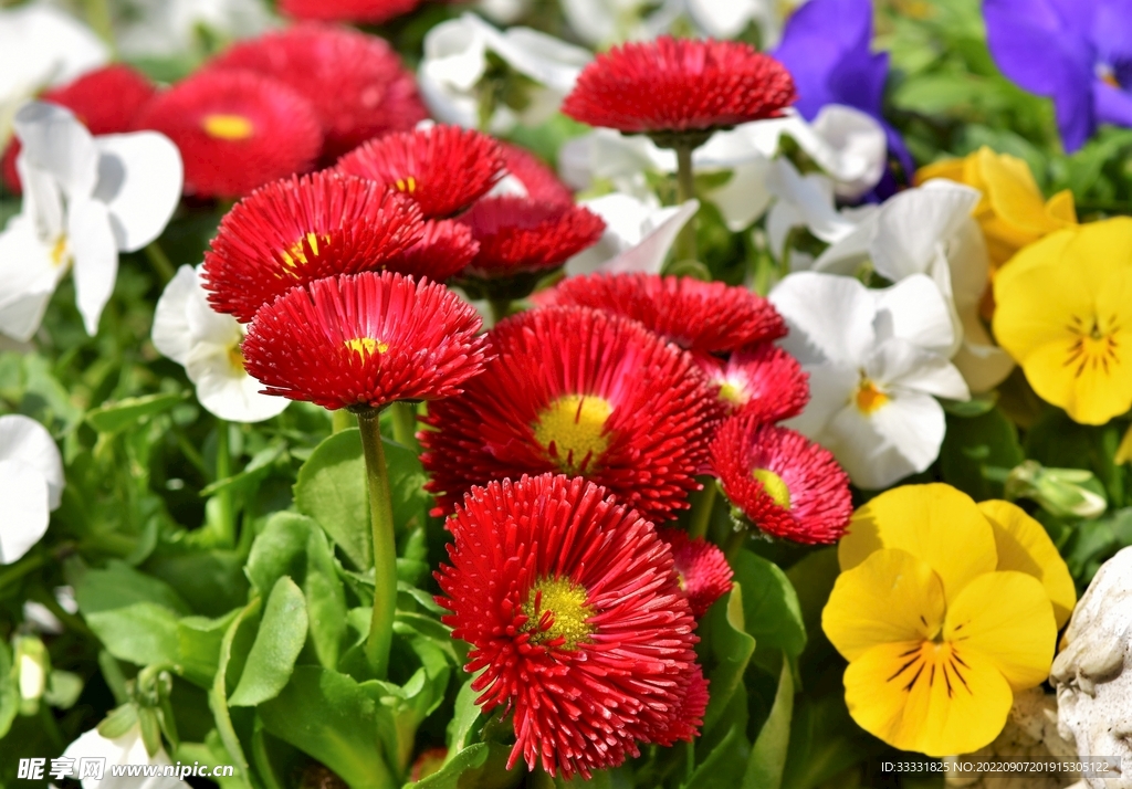 雏菊