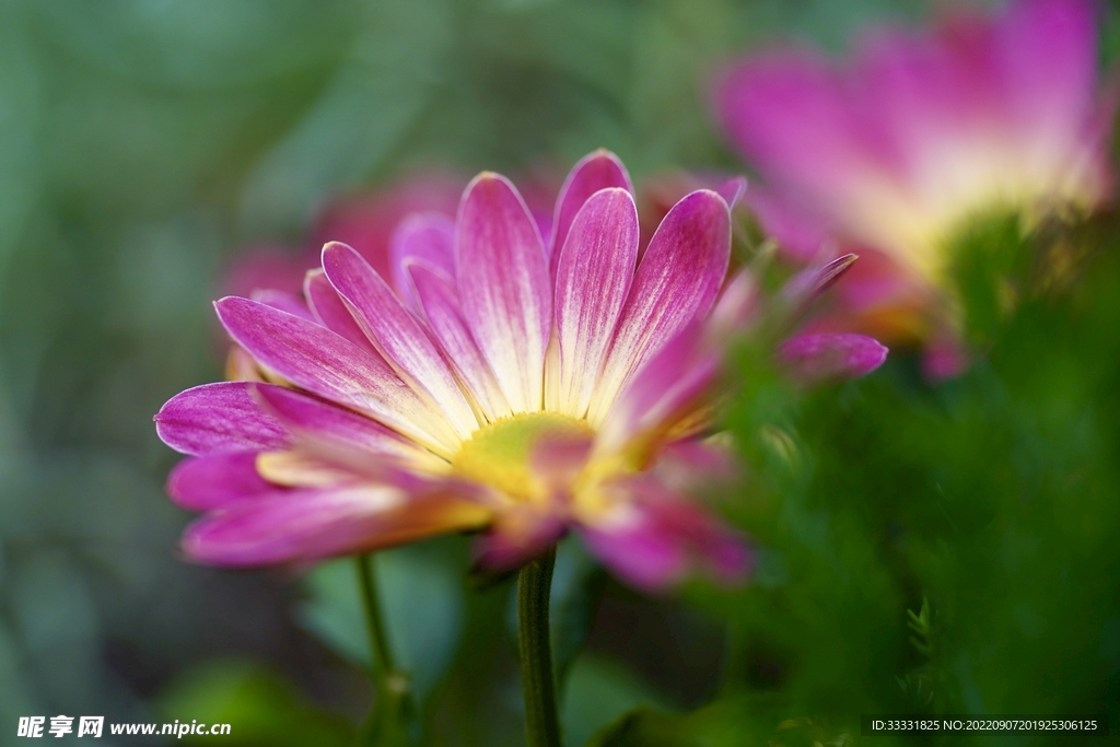雏菊