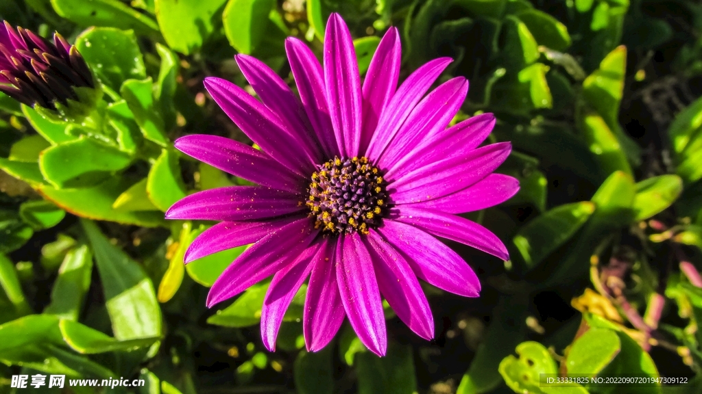 雏菊