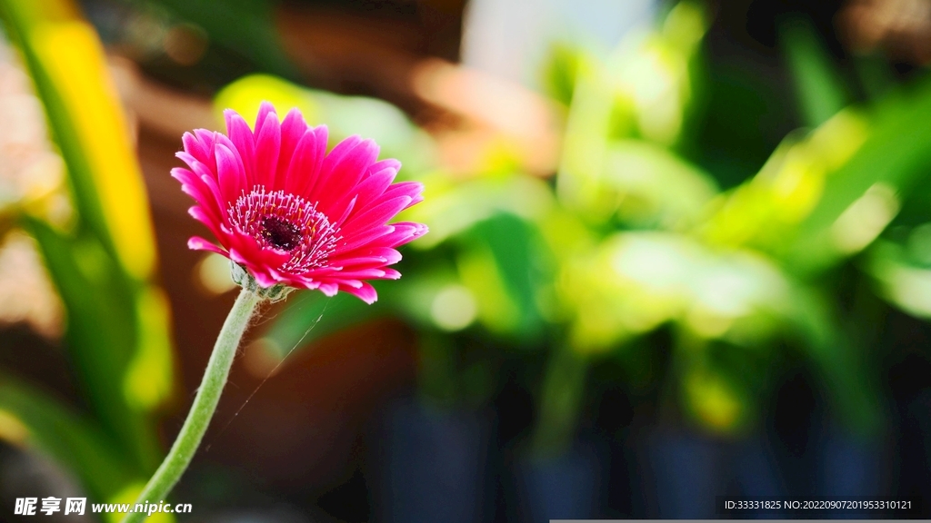 雏菊