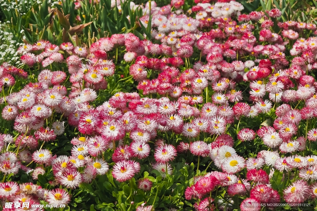 雏菊