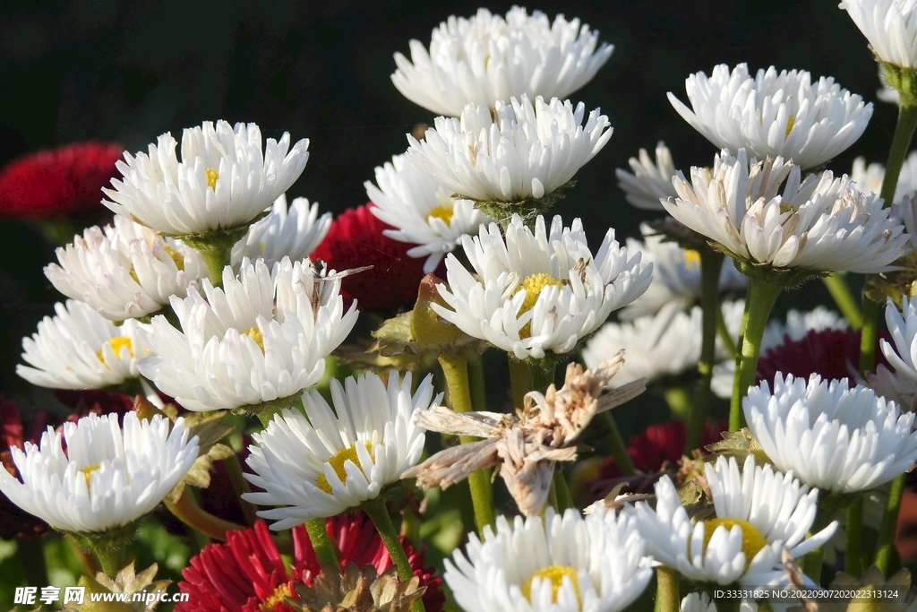 雏菊
