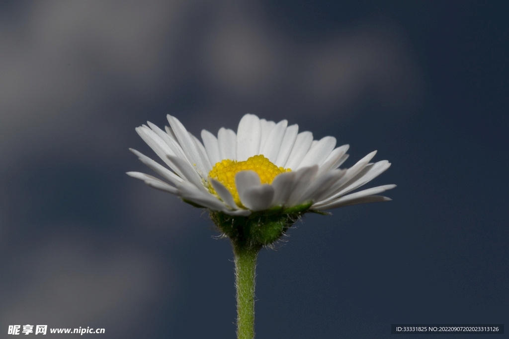 雏菊