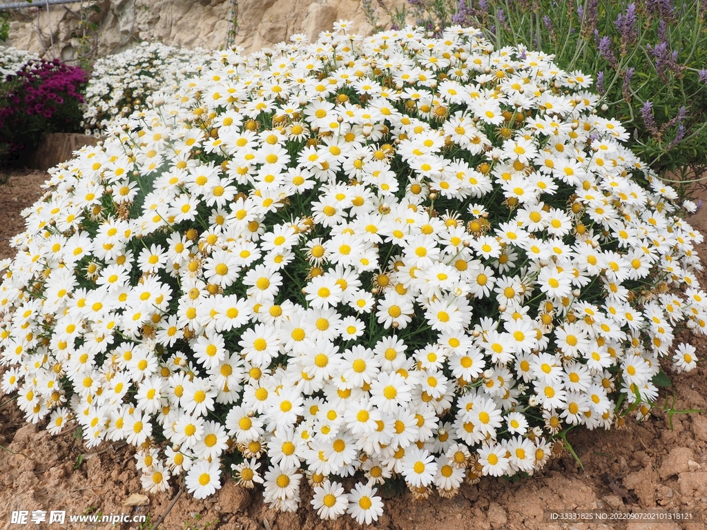 雏菊