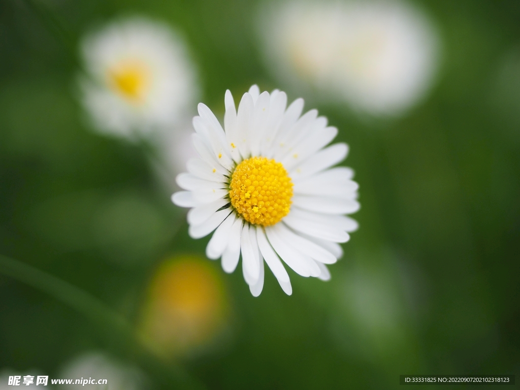雏菊
