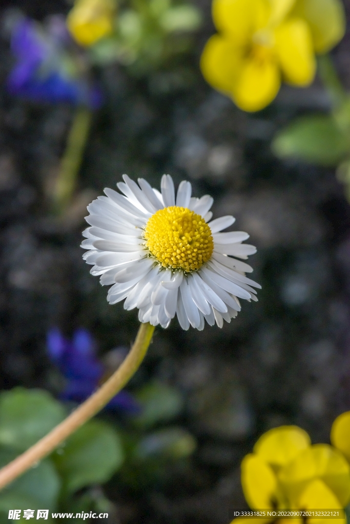 雏菊