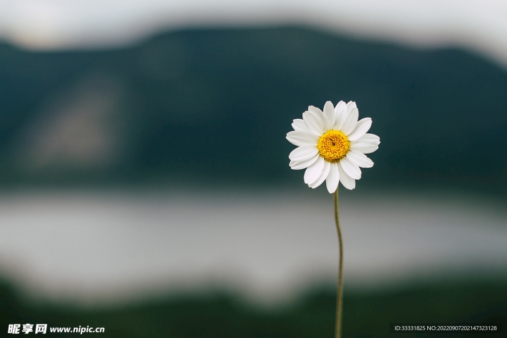 雏菊