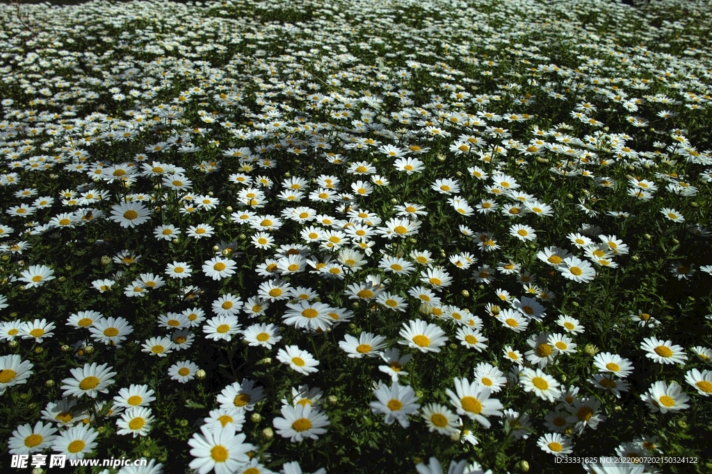 雏菊