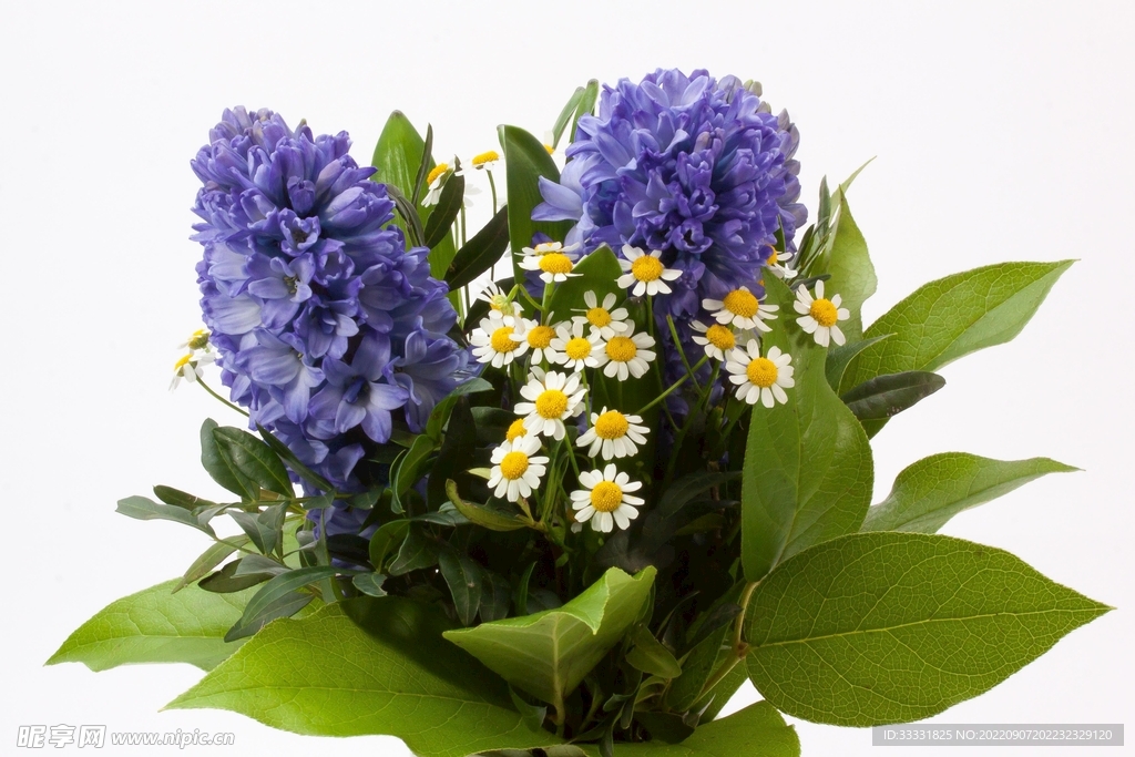 雏菊