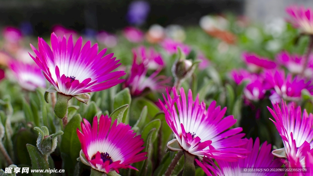 雏菊