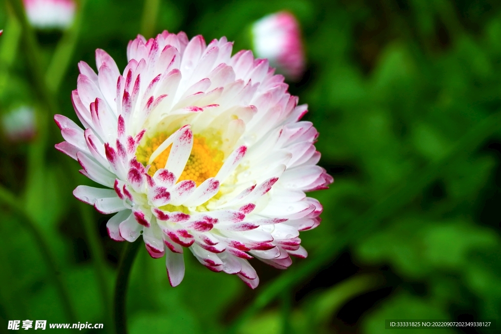 雏菊