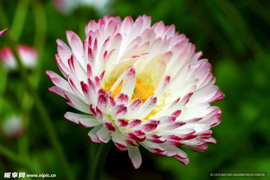 雏菊