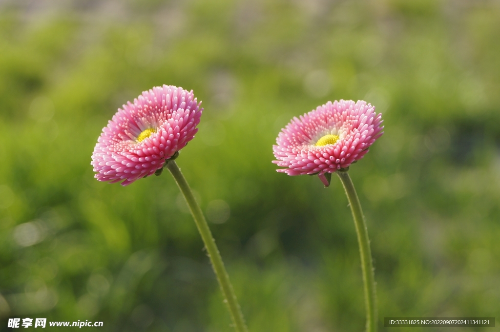 雏菊