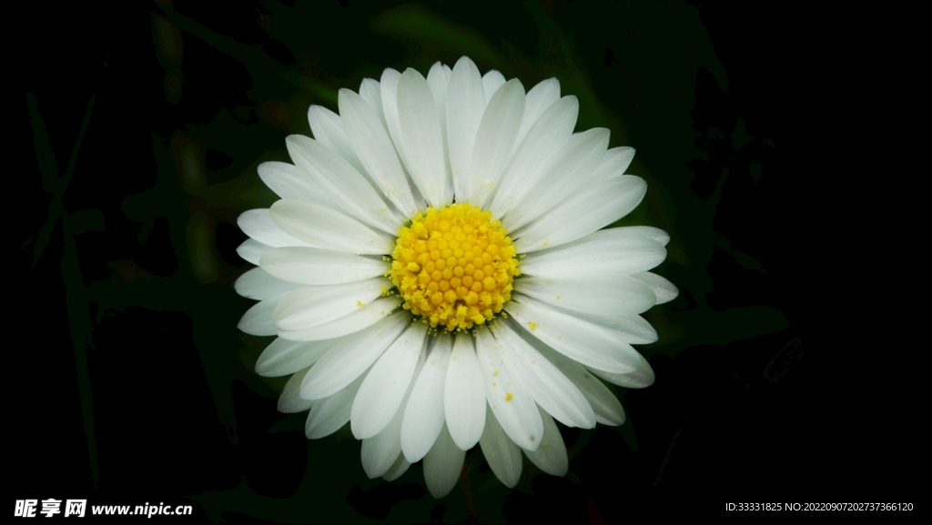 雏菊