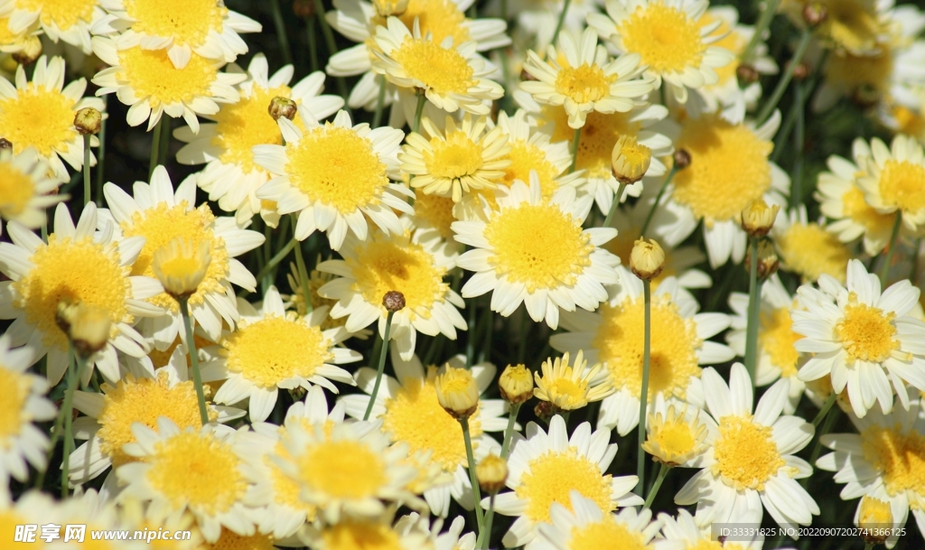 雏菊
