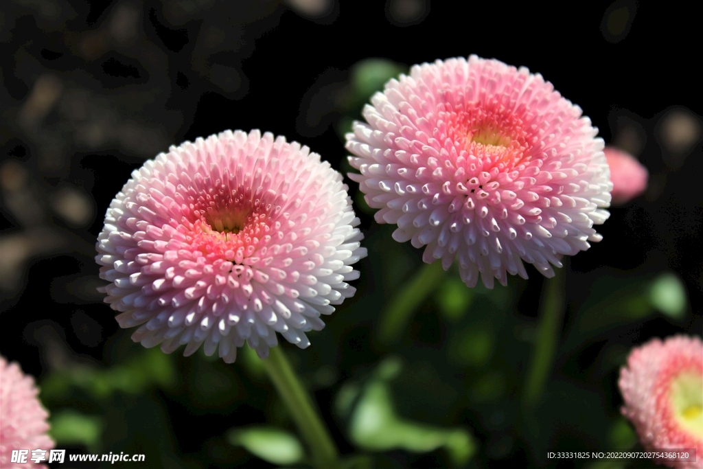雏菊