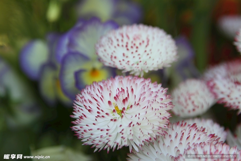 雏菊