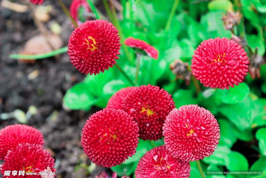 雏菊