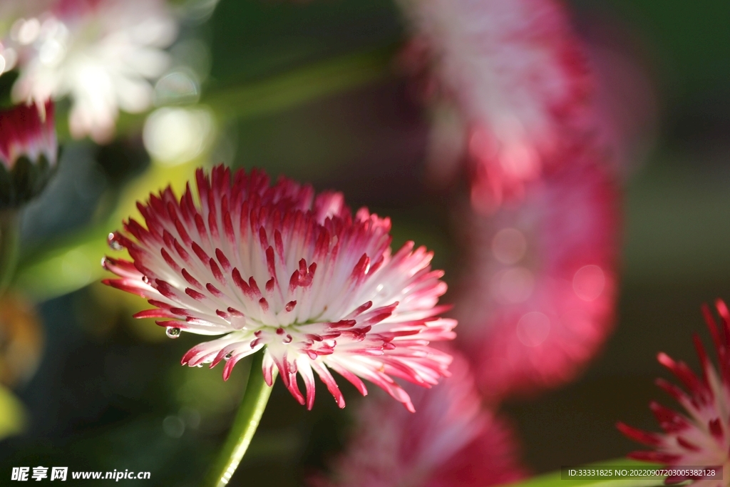 雏菊