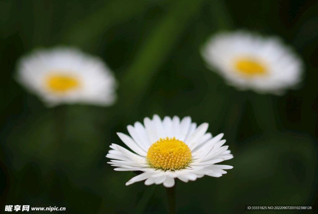 雏菊