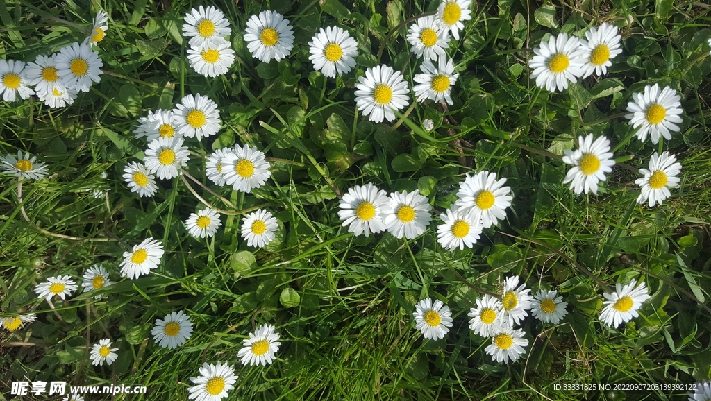 雏菊
