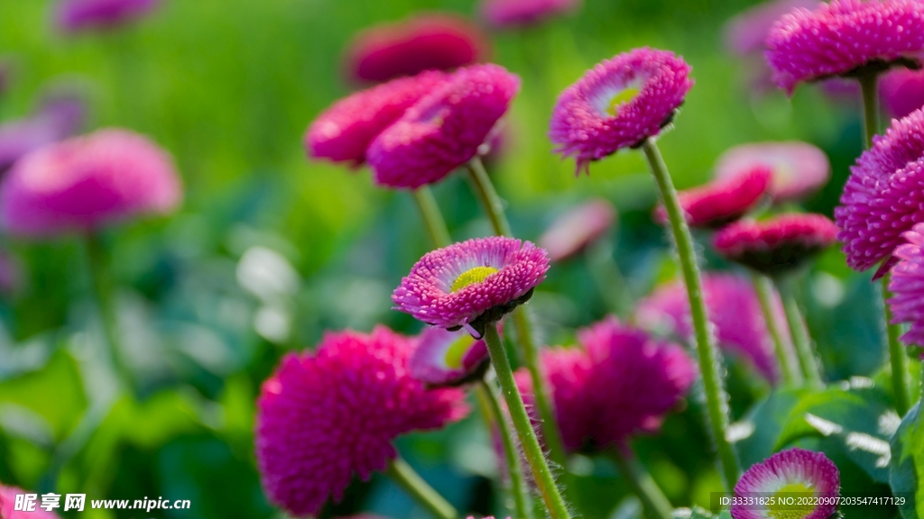 雏菊