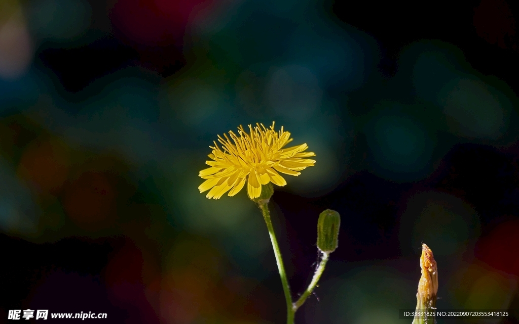 雏菊