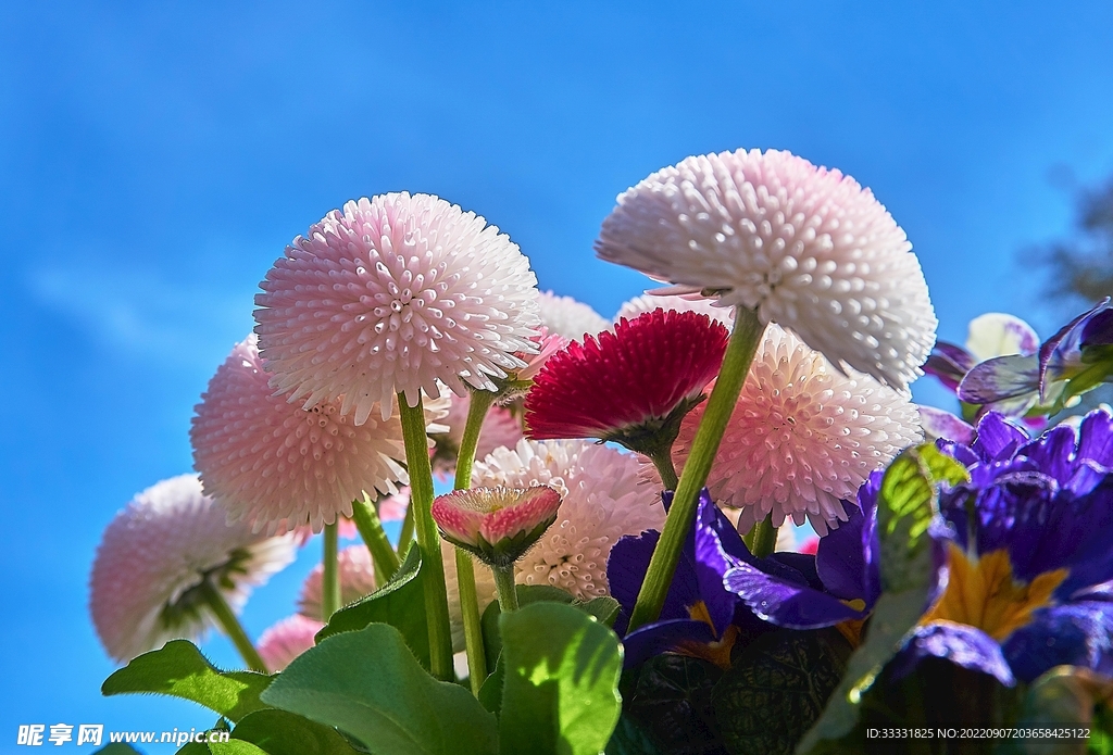 雏菊