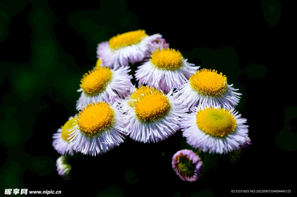 雏菊