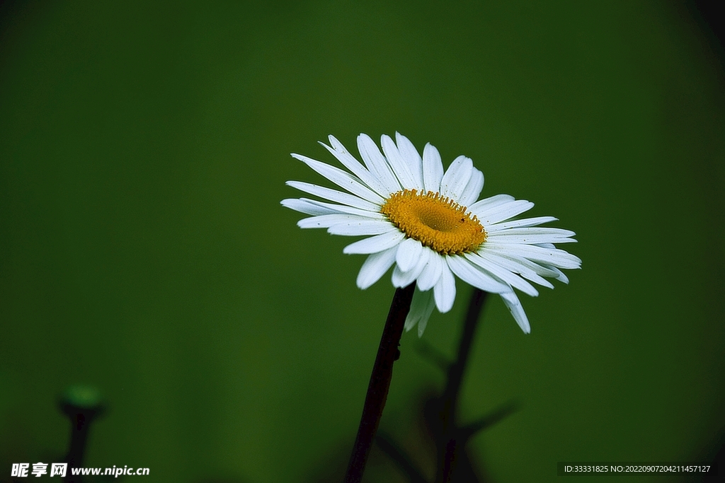 雏菊