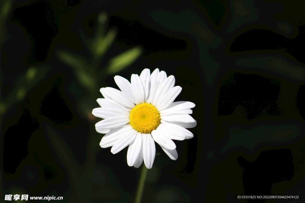 雏菊