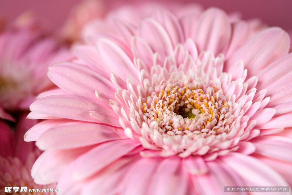 雏菊
