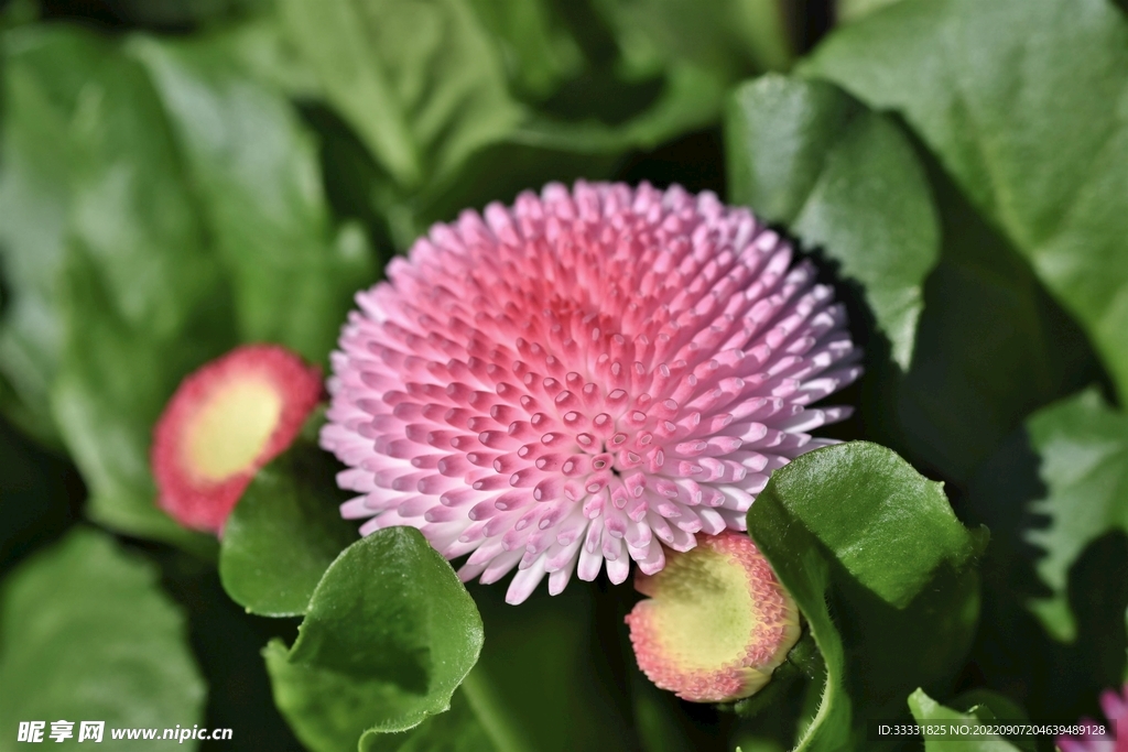 雏菊