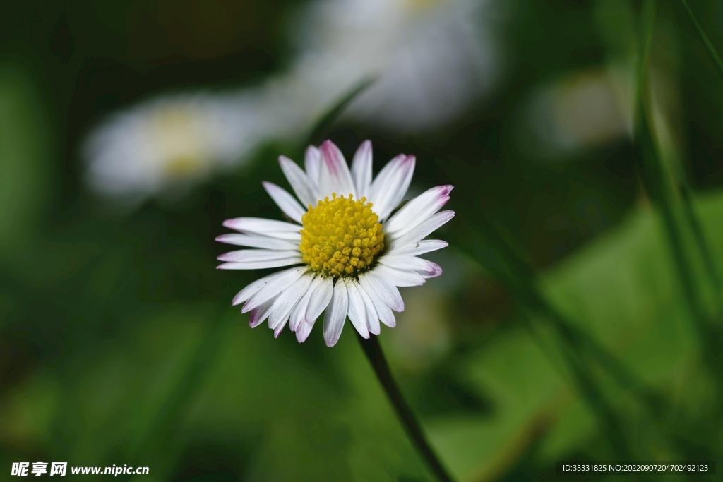 雏菊