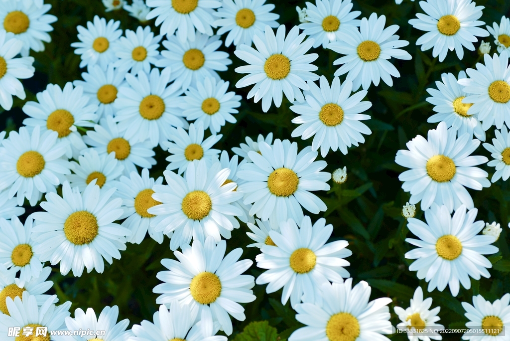 雏菊