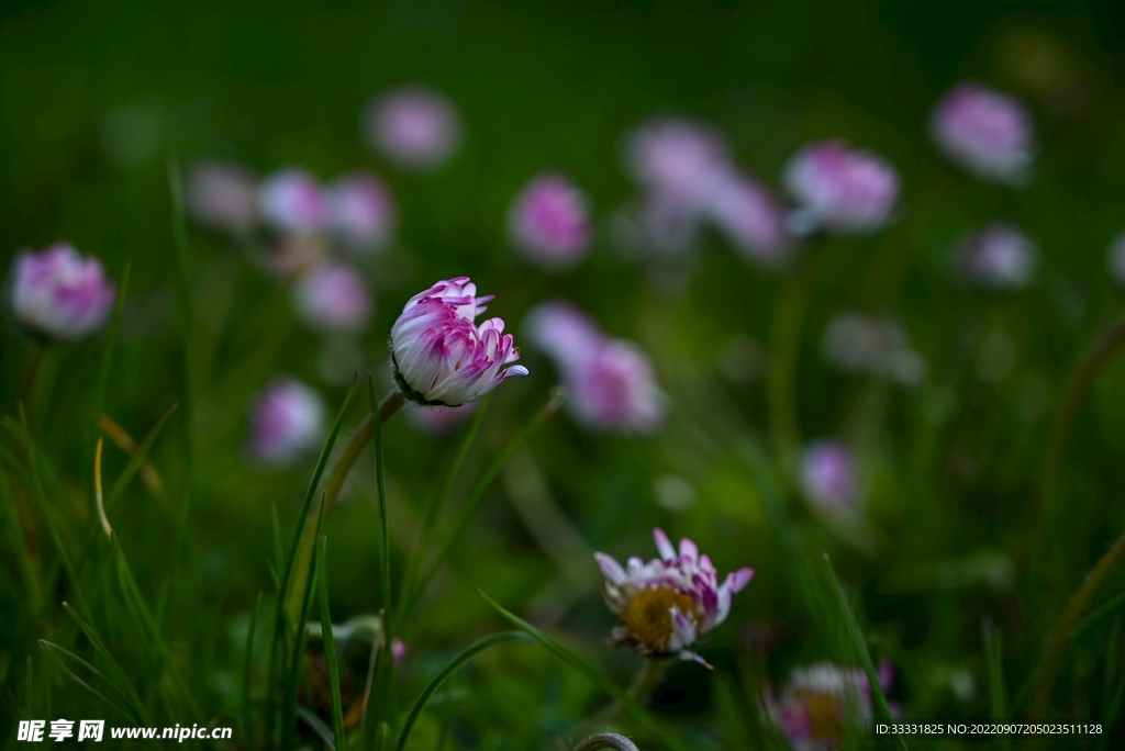 雏菊