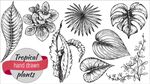 矢量线描植物花卉插画