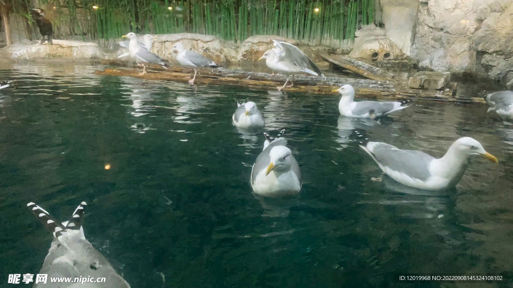 鸳鸯戏水